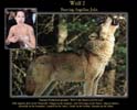 Angelina Jolie Wolf par Kunop&egrave;s